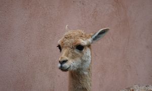 Warszawskie zoo szuka imienia dla młodej wikunii. Jest jeden warunek