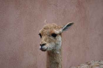 Warszawskie zoo szuka imienia dla młodej wikunii. Jest jeden warunek