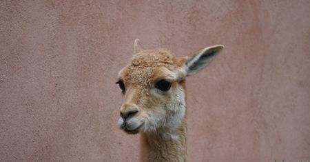 Warszawskie zoo szuka imienia dla młodej wikunii. Jest jeden warunek