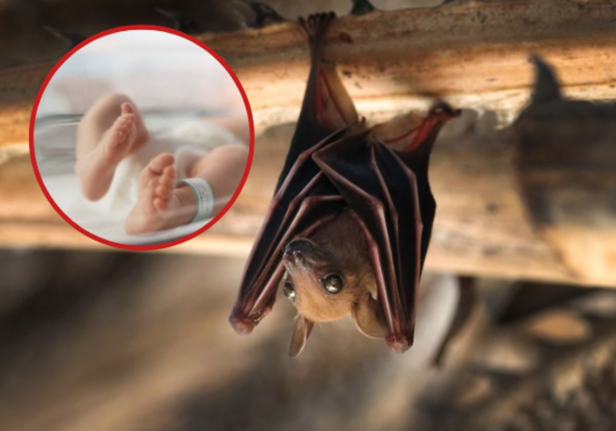 A decline in the bat population contributed to 1,300 child deaths.