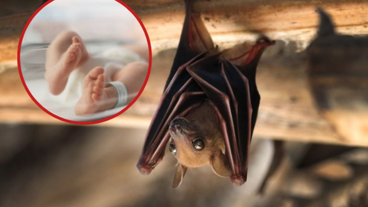 Spadek populacji nietoperzy przyczynił się do 1300 zgonów dzieci