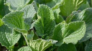 Hiszpanie wrzucają do gara razem z ziemniakami i jedzą aż miło. Dla Polaków to uciążliwy chwast