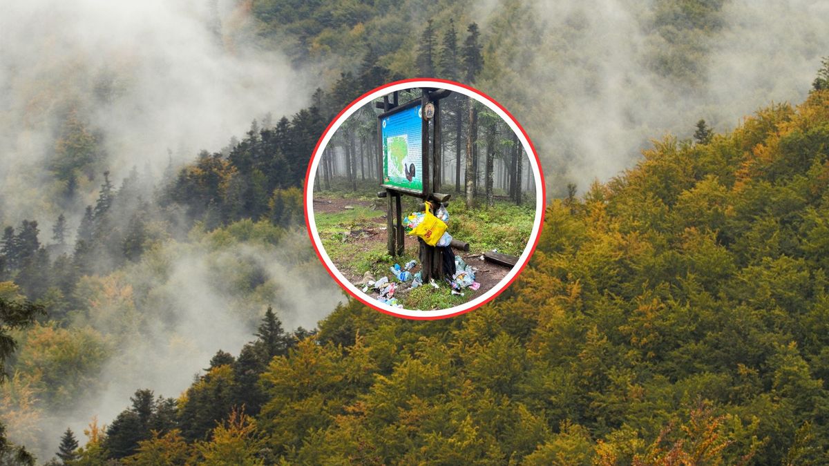 Alarmujący widok z lasu. Apel leśników z Piwnicznej