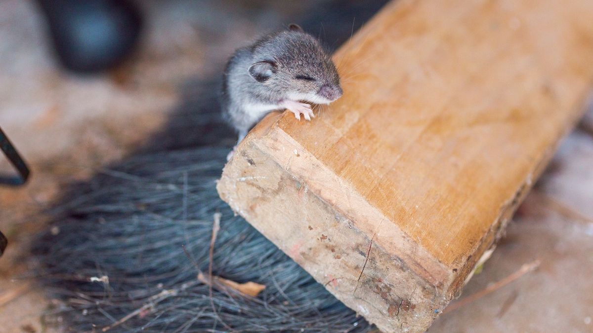 Krzyżówka językowa