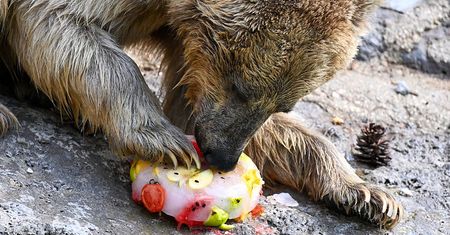 Upał nie oszczędza nikogo. Tak ochładzają się mieszkańcy zoo