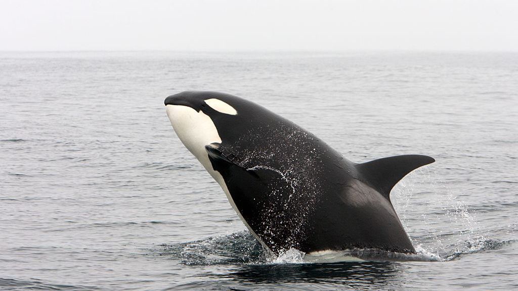 Aż 60 ataków orek na jachty u brzegów Portugalii 