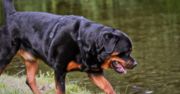 Rottweiler rozszarpał dziecko. Rodzina w rozpaczy