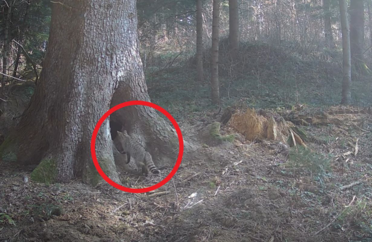 Tylko nieliczni go widzieli. Fotopułapce się udało