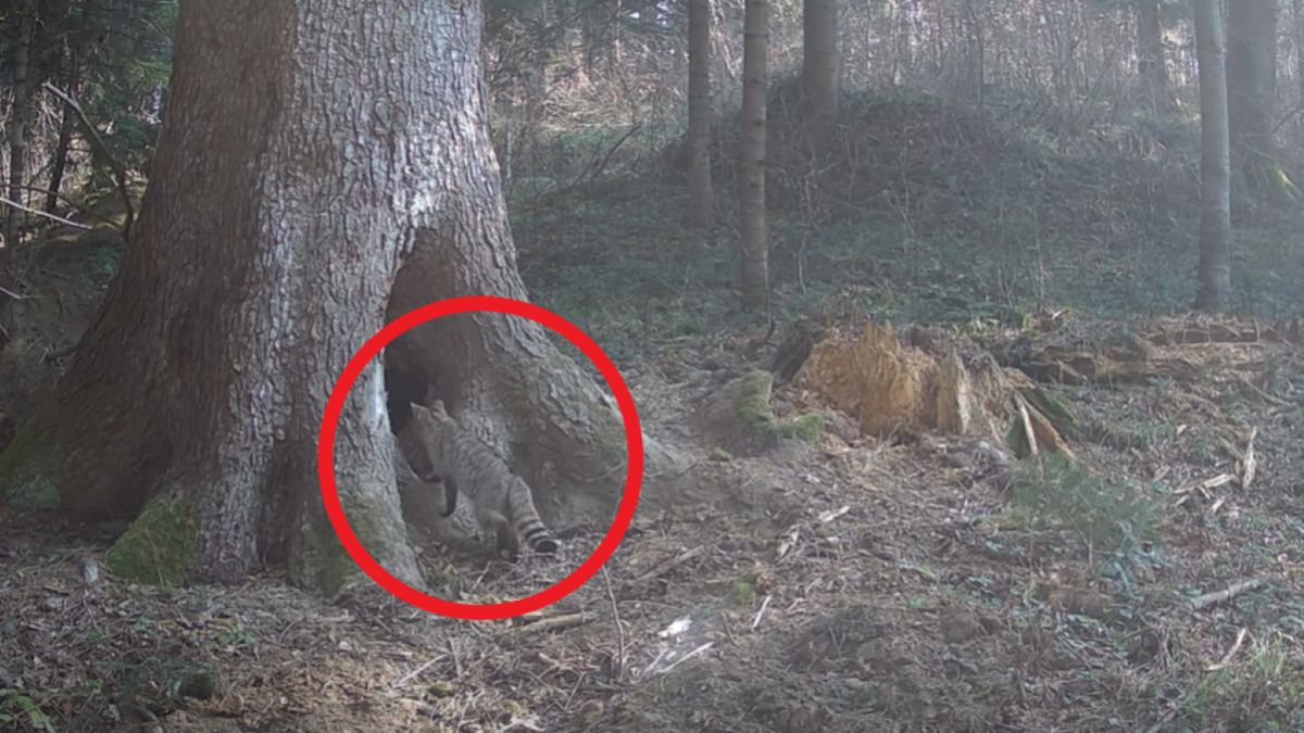 Fotopułapce udało się uchwycić żbika