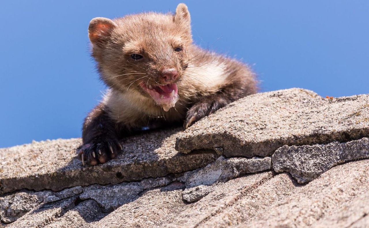 Jak uporać się z kunami?