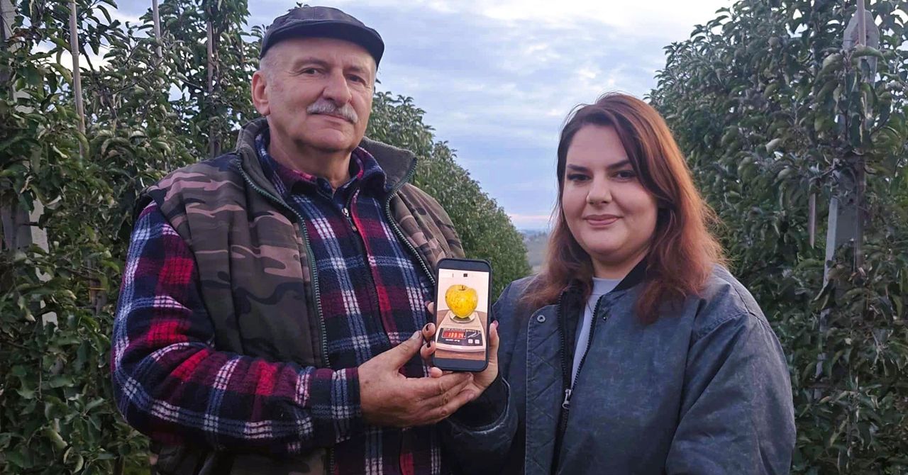 Gigantyczne jabłko z sadu rodziny Sochów do Księgi Rekordów Guinnessa. Rekordowy owoc, był strzeżony jak skarb. Poznajcie tajemnicę uprawy