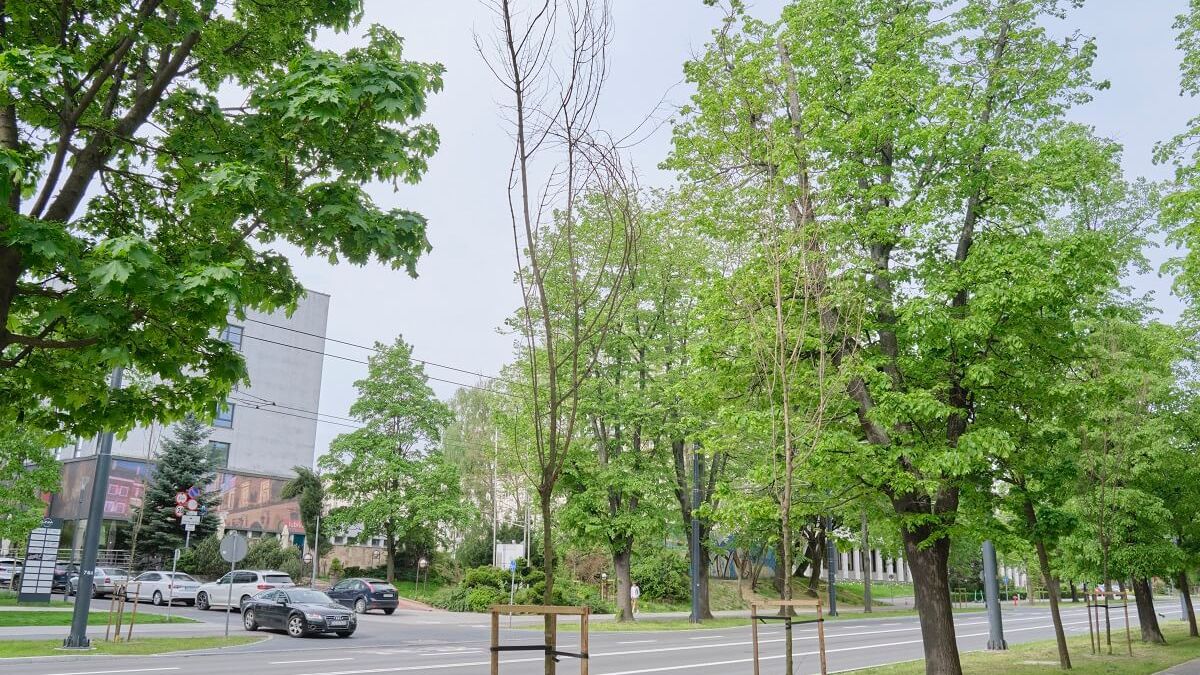 Uschły drzewa posadzone przy Al. Racławickich