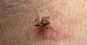 Plaga ''latających kleszczy''. Ich ukąszenie jest bardzo groźne i bolesne