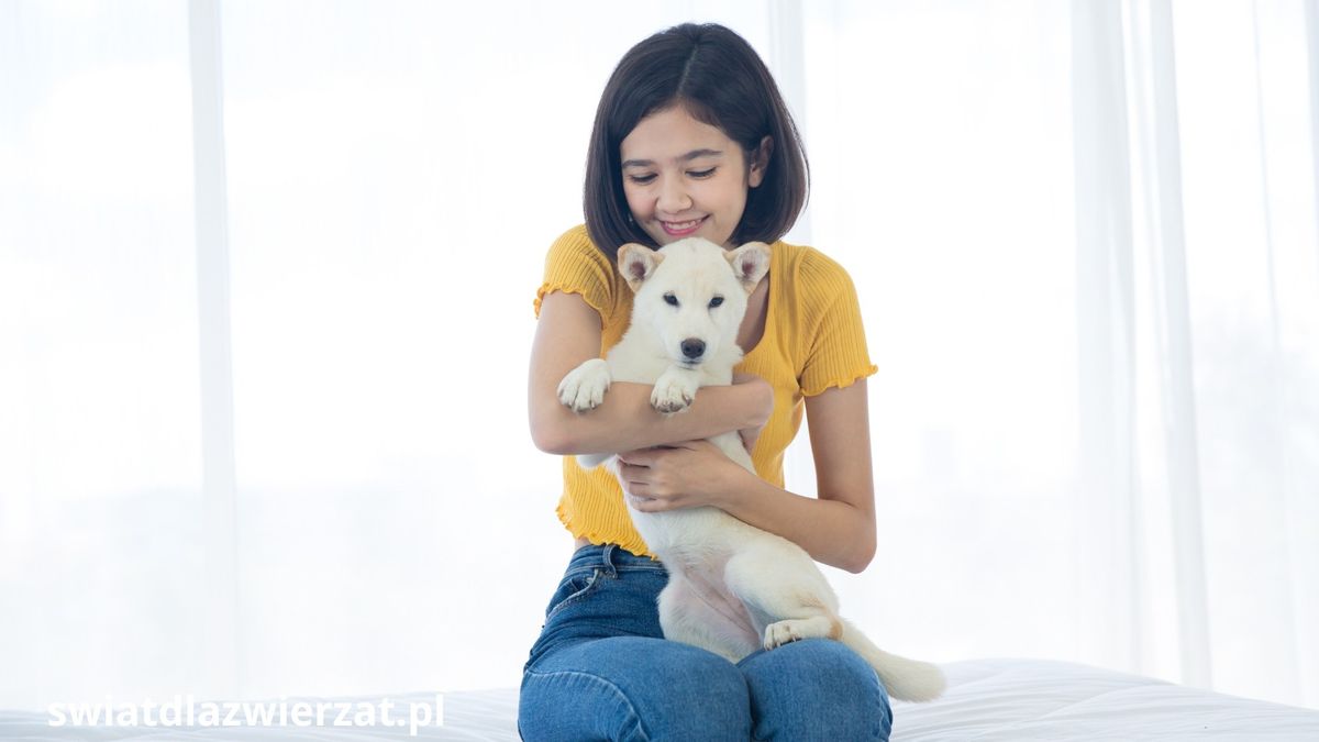 Hokkaido Inu biały szczeniak trzymany na rękach przez dziewczynkę