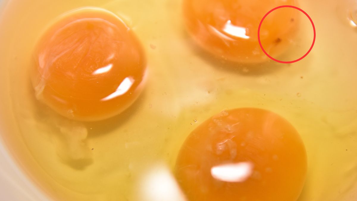 Czerwona plamka w jajku