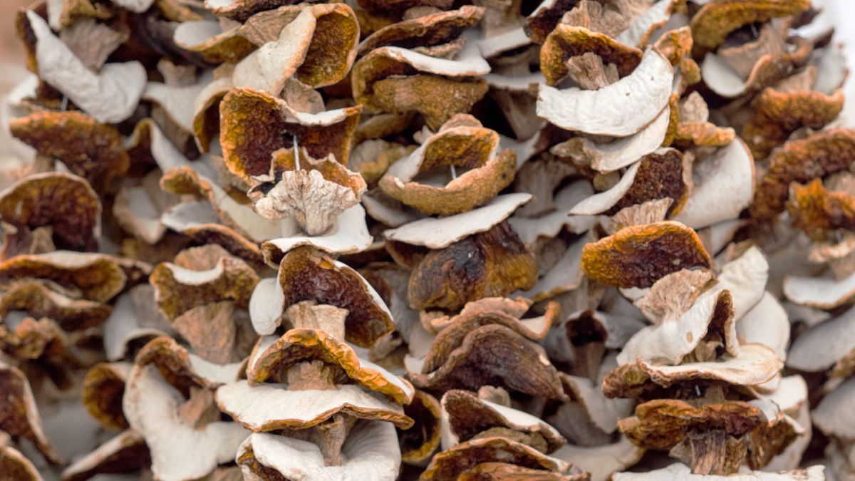 Których grzybów nie należy suszyć?