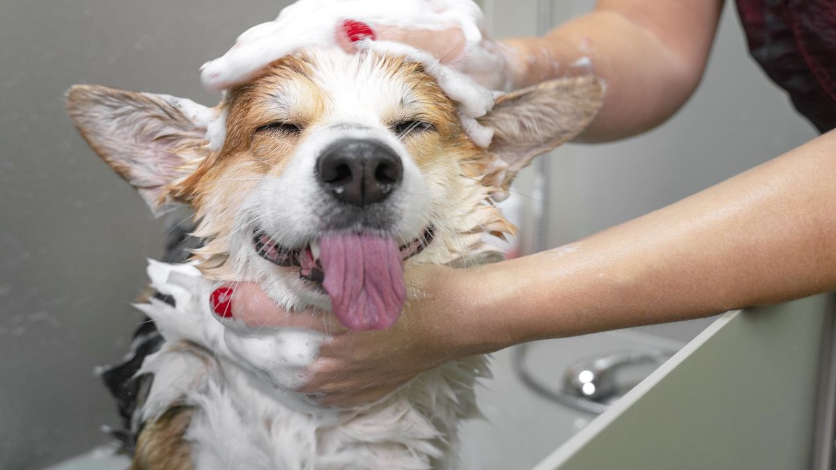 Wielu zastanawia się, jak często powinno się kąpać swojego psa