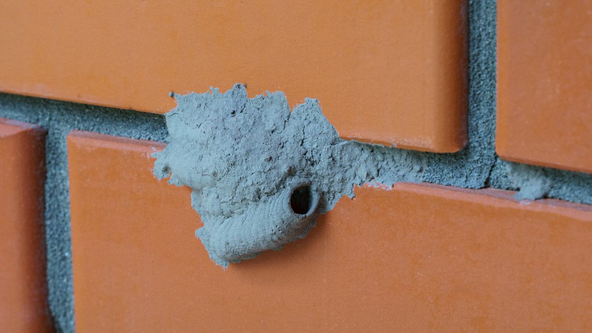 Gliniarz naścienny buduje charakterystyczny kokon 