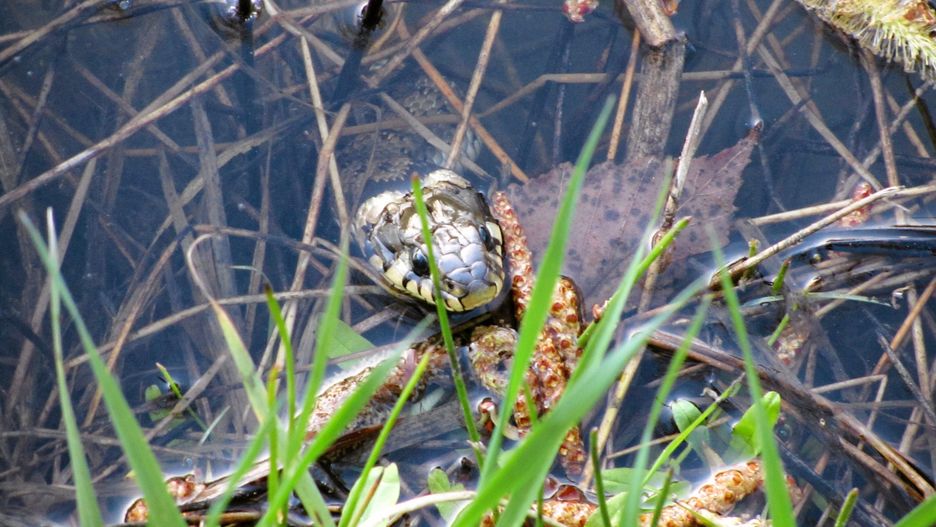 28.04.2012 Katowice , zaskroniec w stawie Fot. Marta Blazejowska / Agencja Gazeta 