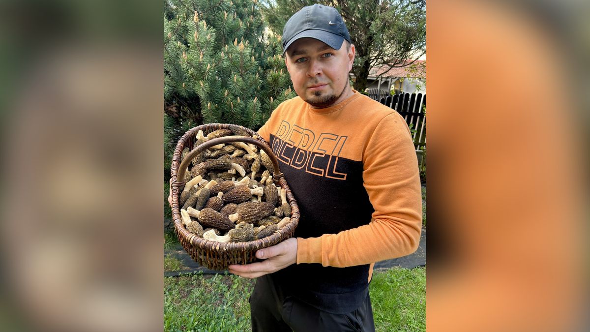 Tyle grzybów udało mu się zebrać.