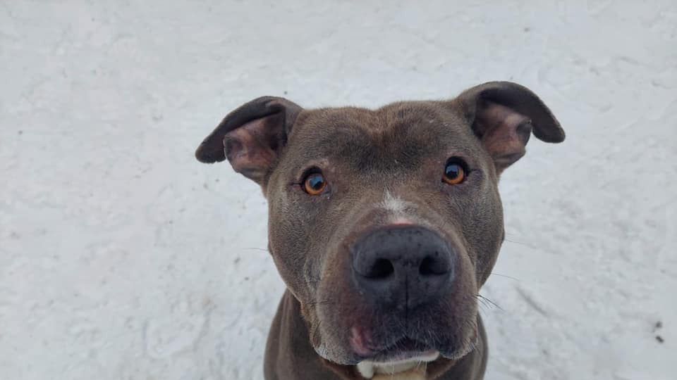 Zapadł wyrok w sprawie gwałciciela psa 