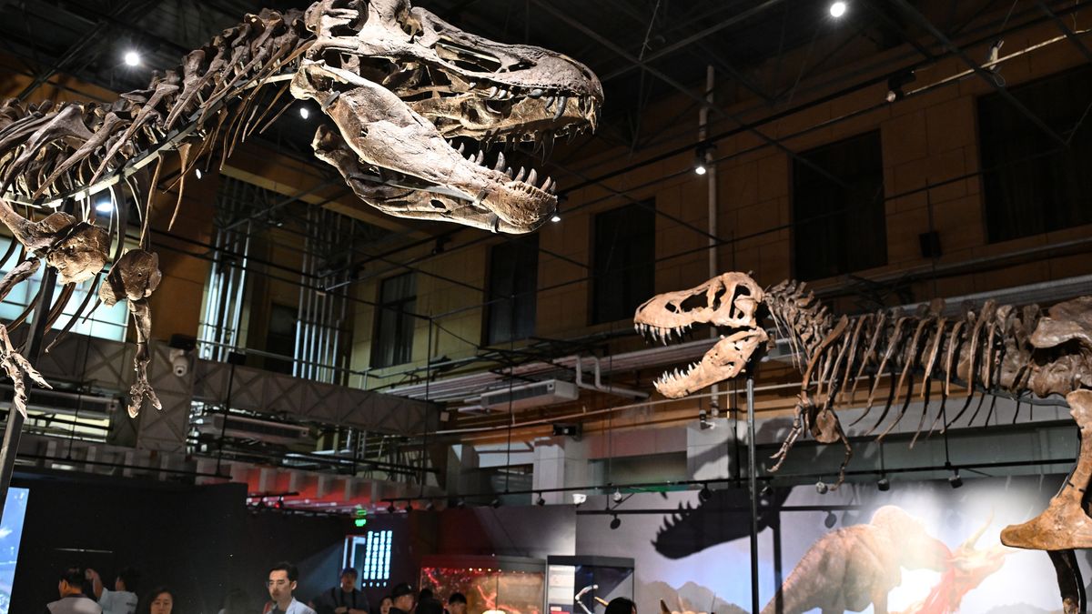 Szczątki odnalezionych dinozaurów są skarbnicą wiedzy o tych pr