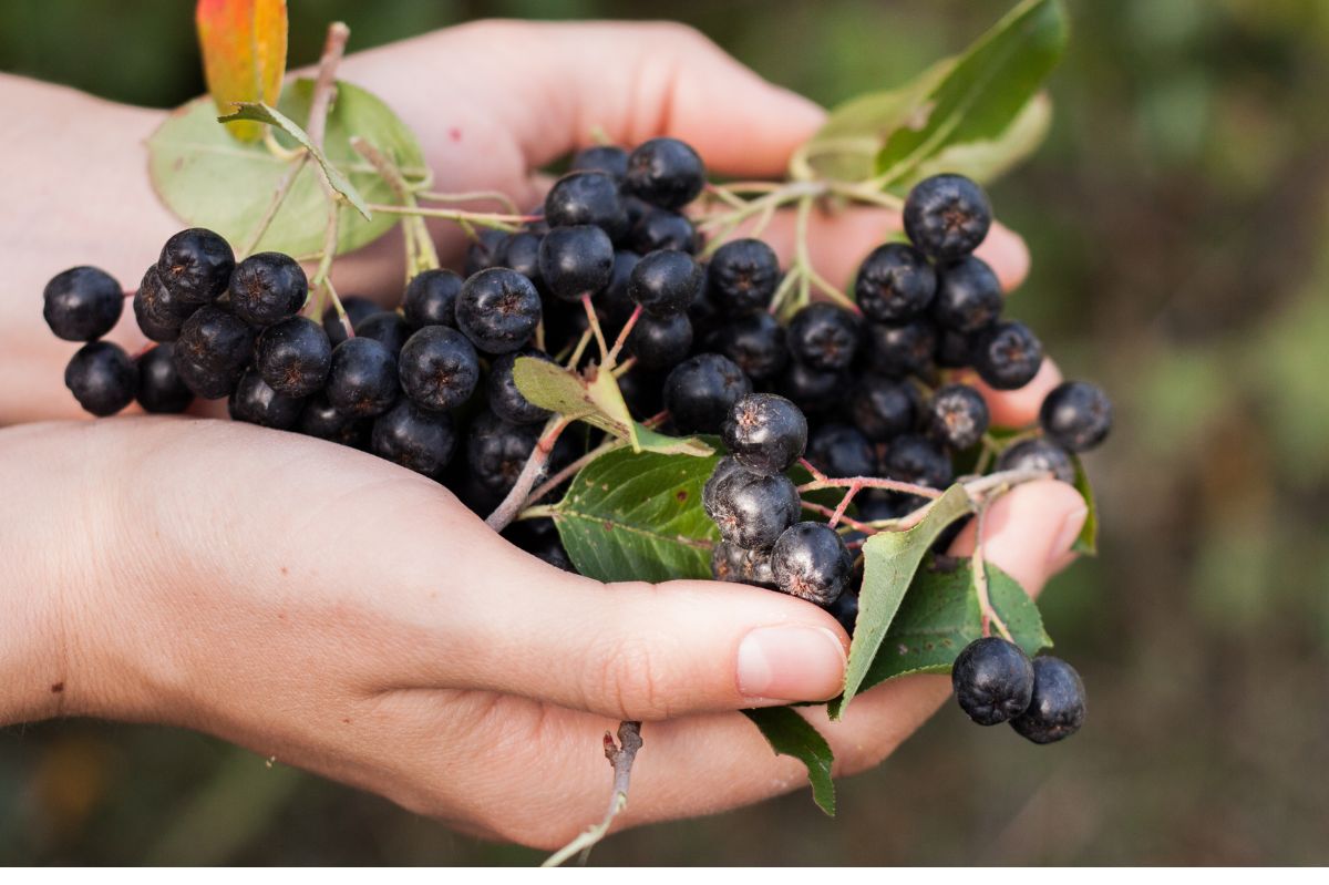 Early chokeberry harvest leaves farmers facing tough decisions