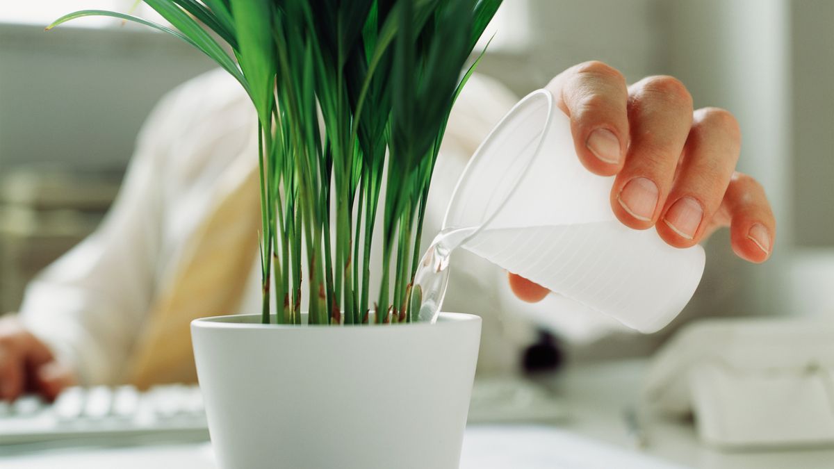 Jak zrobić domowy nawóz?