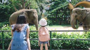 Śląskie ZOO: arasarie brązowouche zamieszkały w Pawilonie Lasu Deszczowego