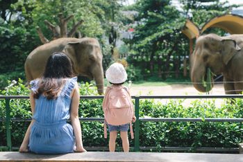 Śląskie ZOO: arasarie brązowouche zamieszkały w Pawilonie Lasu Deszczowego
