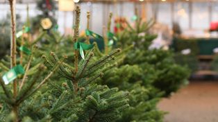 Opole: Rusza "choinkobranie". Leśnicy zdradzają, które drzewko wybrać