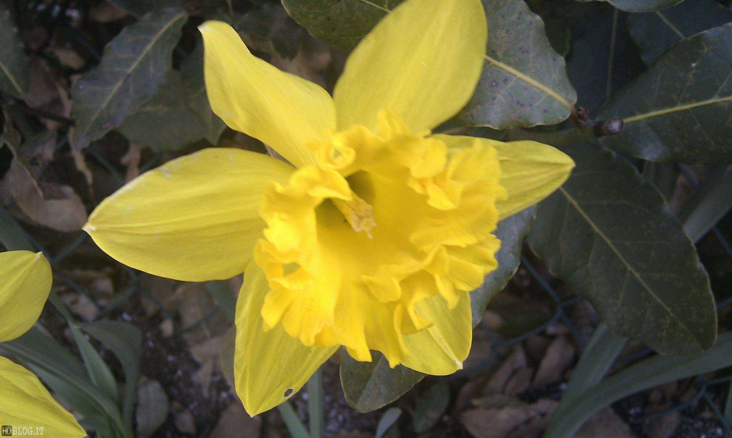 Przykładowe zdjęcia z HTC Desire 2