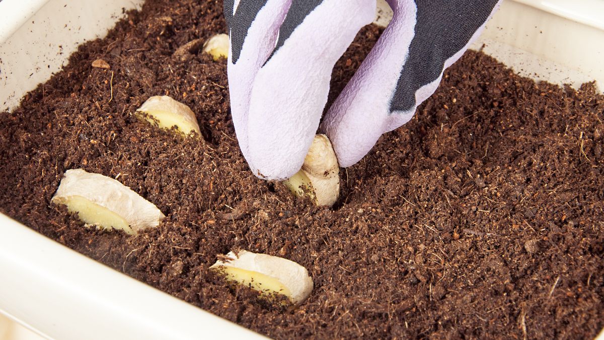 Jak uprawiać imbir?