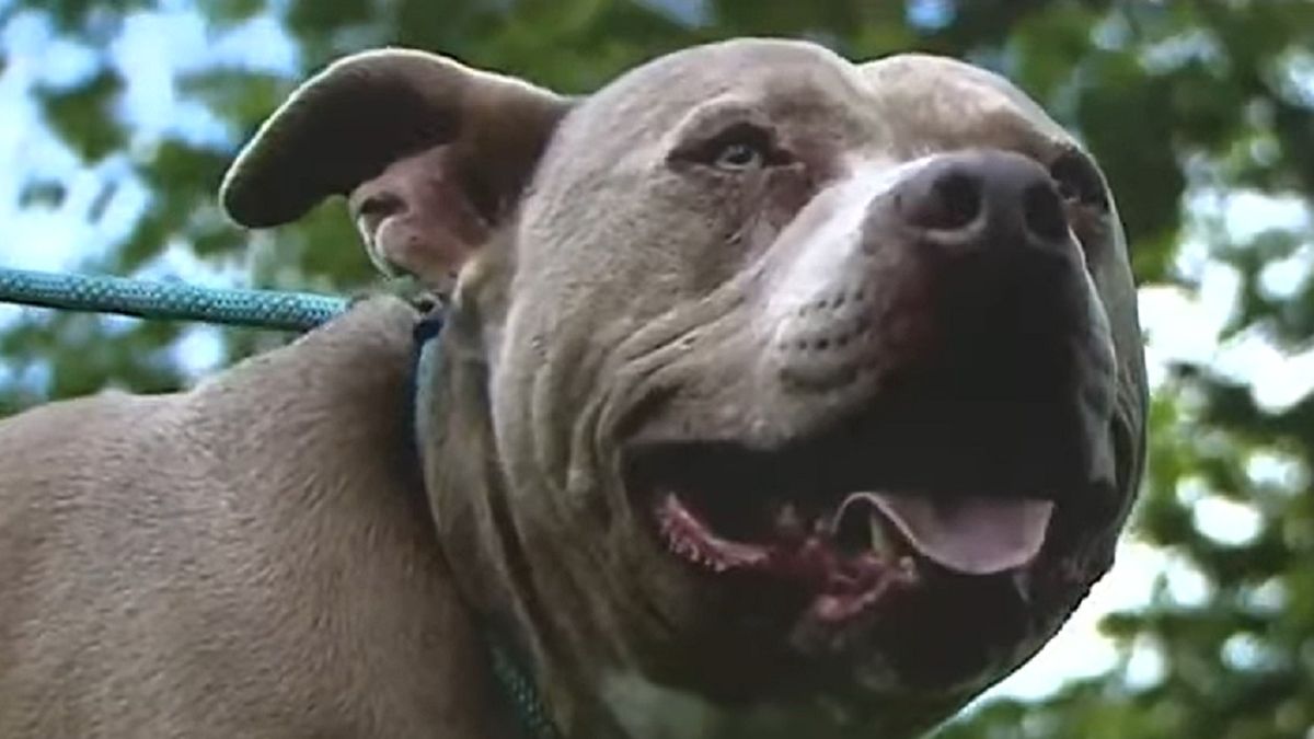 Chief odnalazł się po 6 latach.