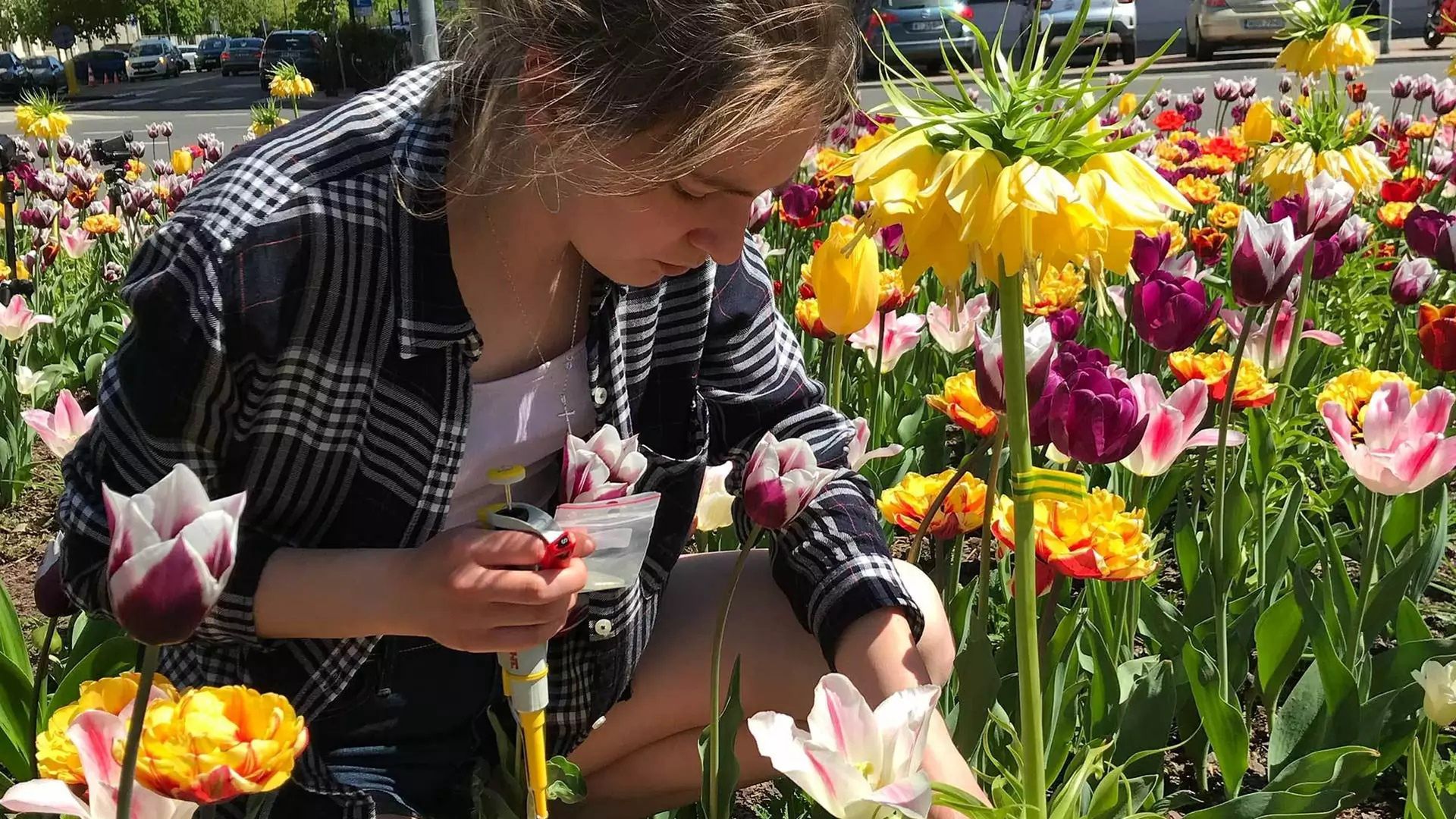Barbara Płaskonka aplikuje roztwór z quantum dots na pylniki Fritillaria imperialis.