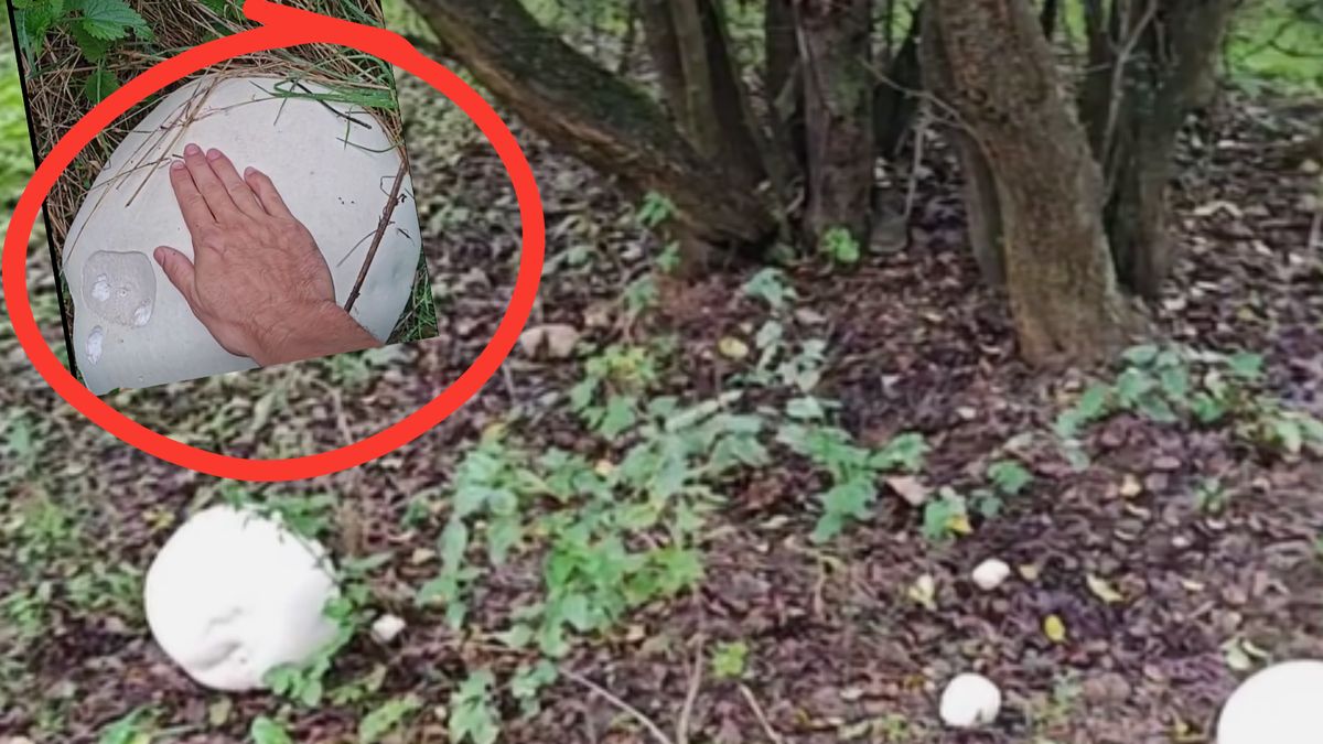 Pokazał grzyba giganta