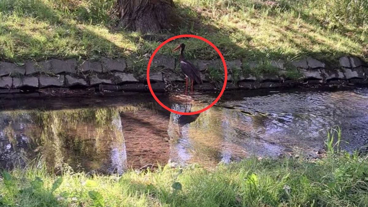 Czarny bocian uchwycony w Kielcach.