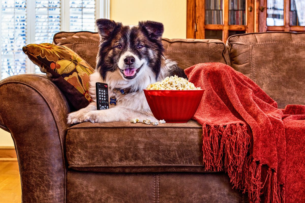 Your dog will love the television.