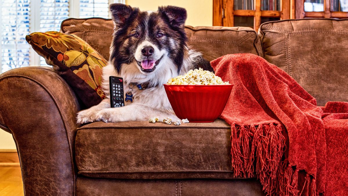 Twój pies pokocha telewizję