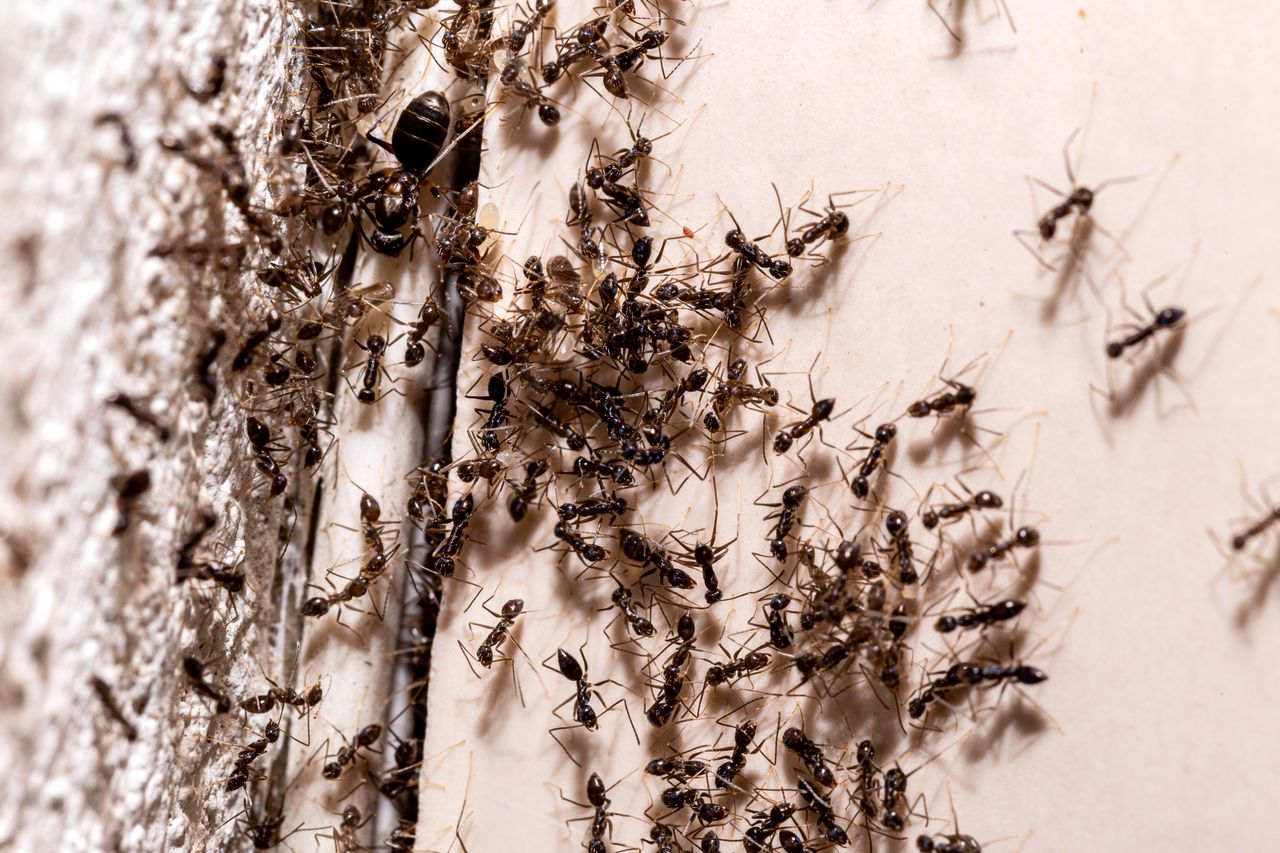 Mrówki uciekną co do jednej. Wystarczy szczypta