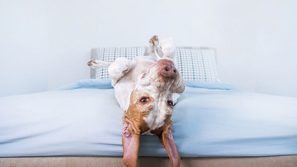 Świat widziany do góry łapami w projekcie Sereny Hodson 1