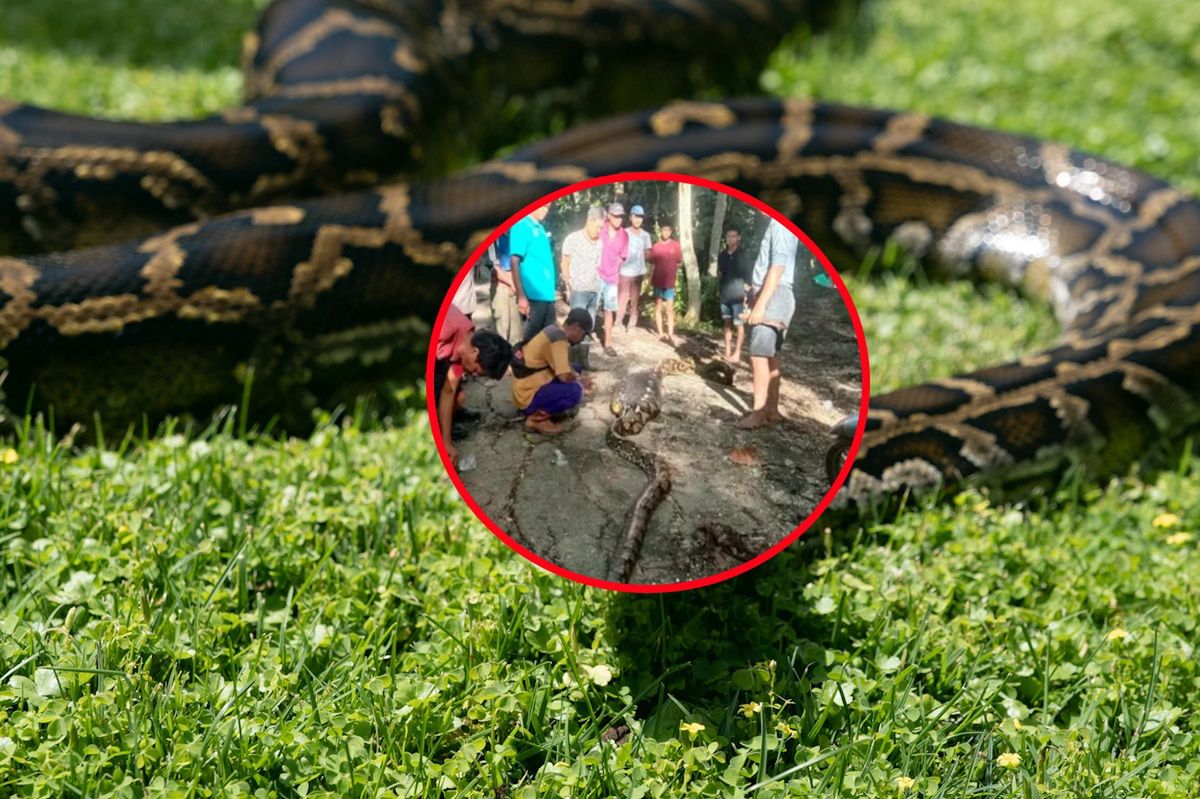 Przerażające odkrycie na Sulawesi. Pyton połknął mężczyznę