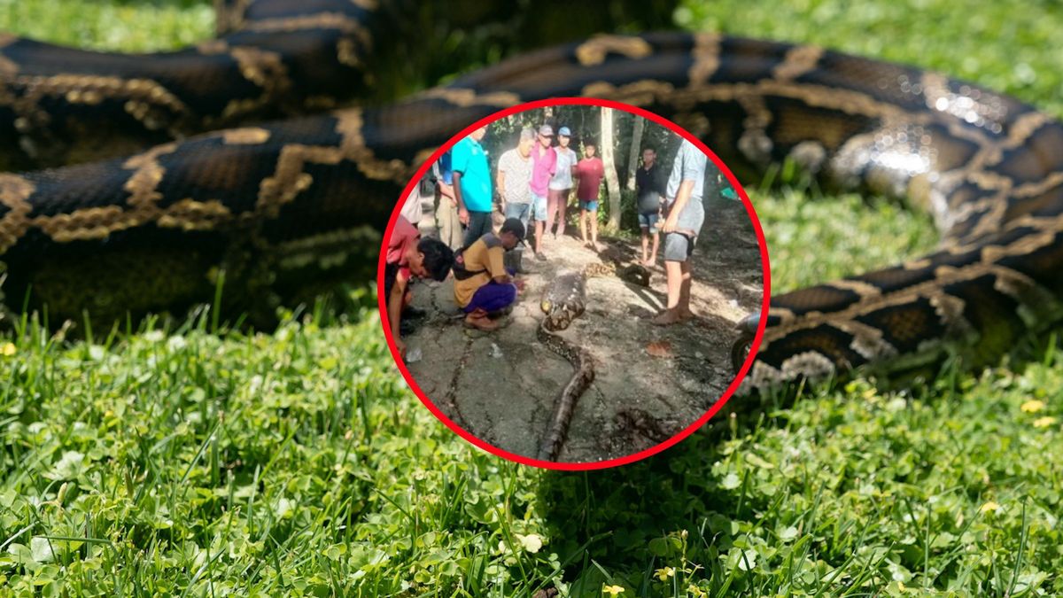 Ciało zaginionego rolnika znaleziono we wnętrzu węża