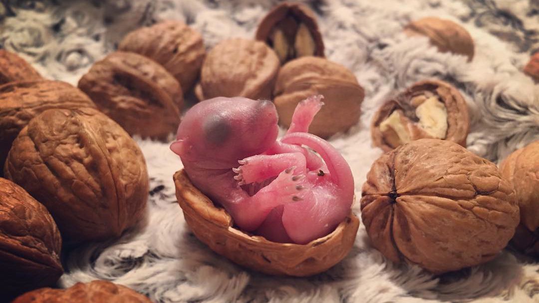 Znaleźli malutką wiewiórkę w łóżku i zrobili jej piękne zdjęcia 1