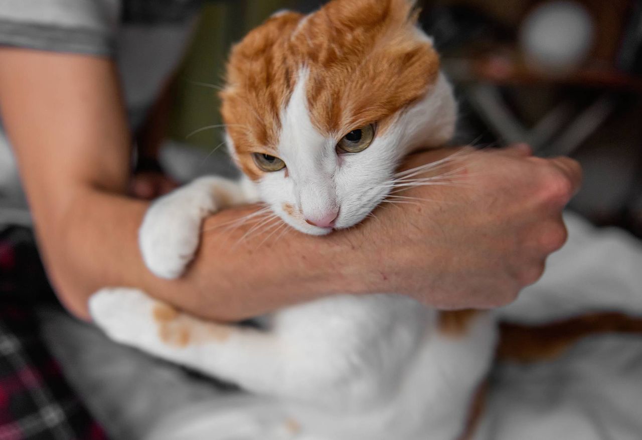 Dlaczego twój kot nagle atakuje ręce i nogi? Odpowiedź może zaskakiwać