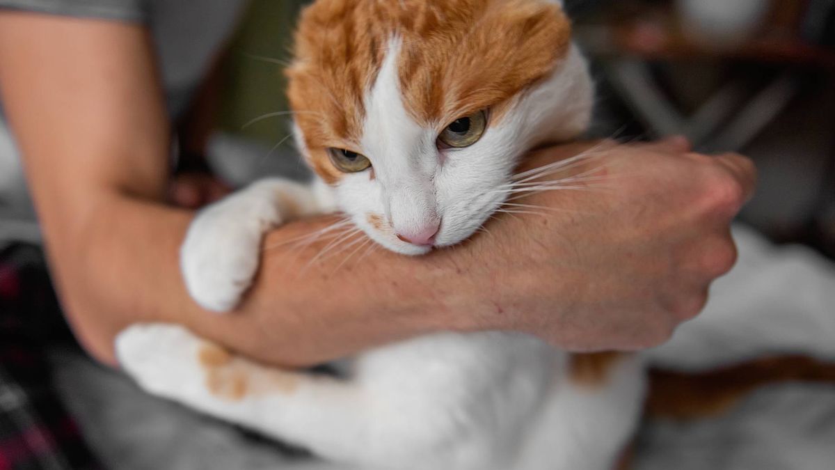 Dlaczego kot gryzie? 