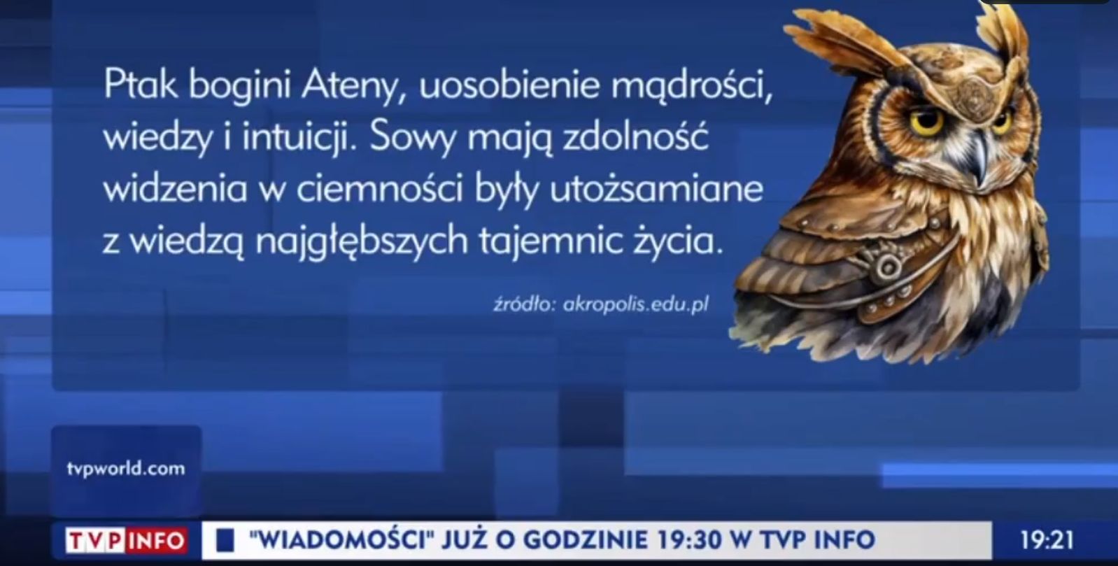 Absurdalny materiał w TVP. Co mają wspólnego Szymon Hołownia i sowa?