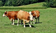 Nie żyje 61-latek. "Zwierzęta się wyrwały"