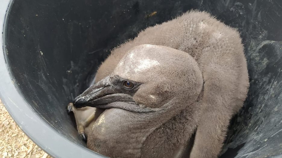 Nowi mieszkańcy poznańskiego zoo. Na świat przyszły pelikany