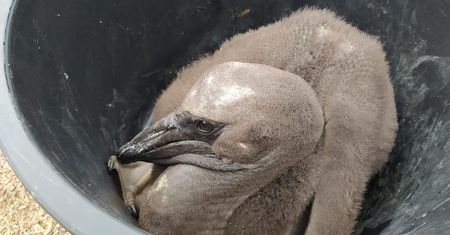 Nowi mieszkańcy poznańskiego zoo. Na świat przyszły pelikany